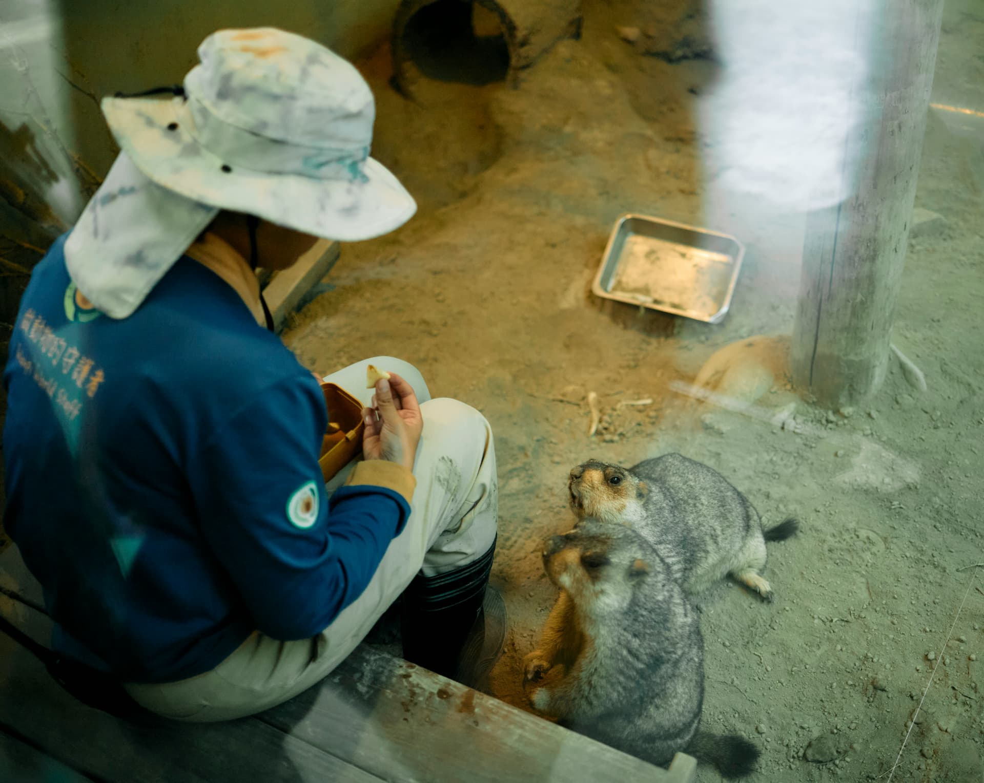 An animal care keeper hand-feeding two marmots inside an enclosed habitat