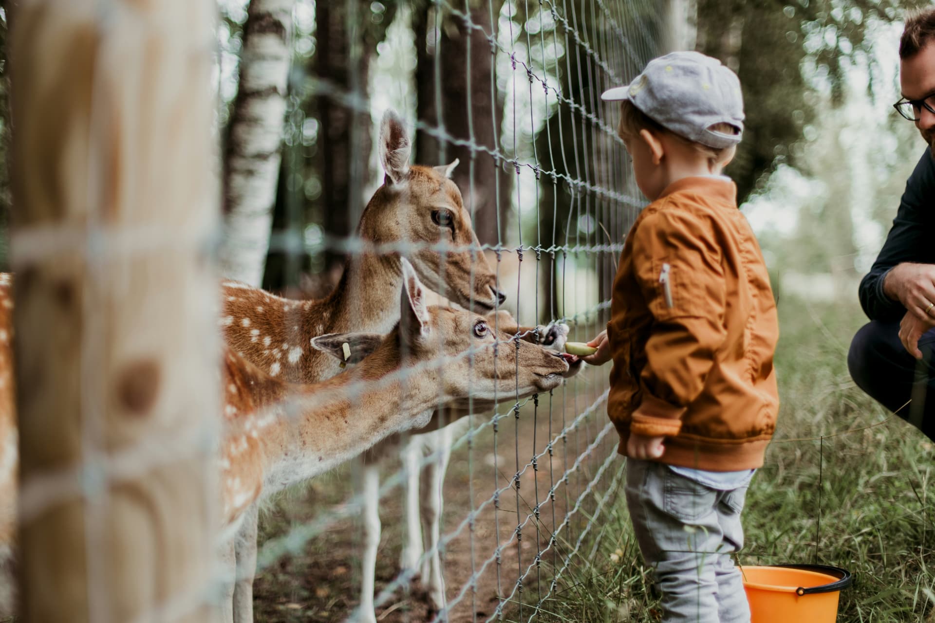A toddler feeding a deer through a fence while an adult kneels nearby