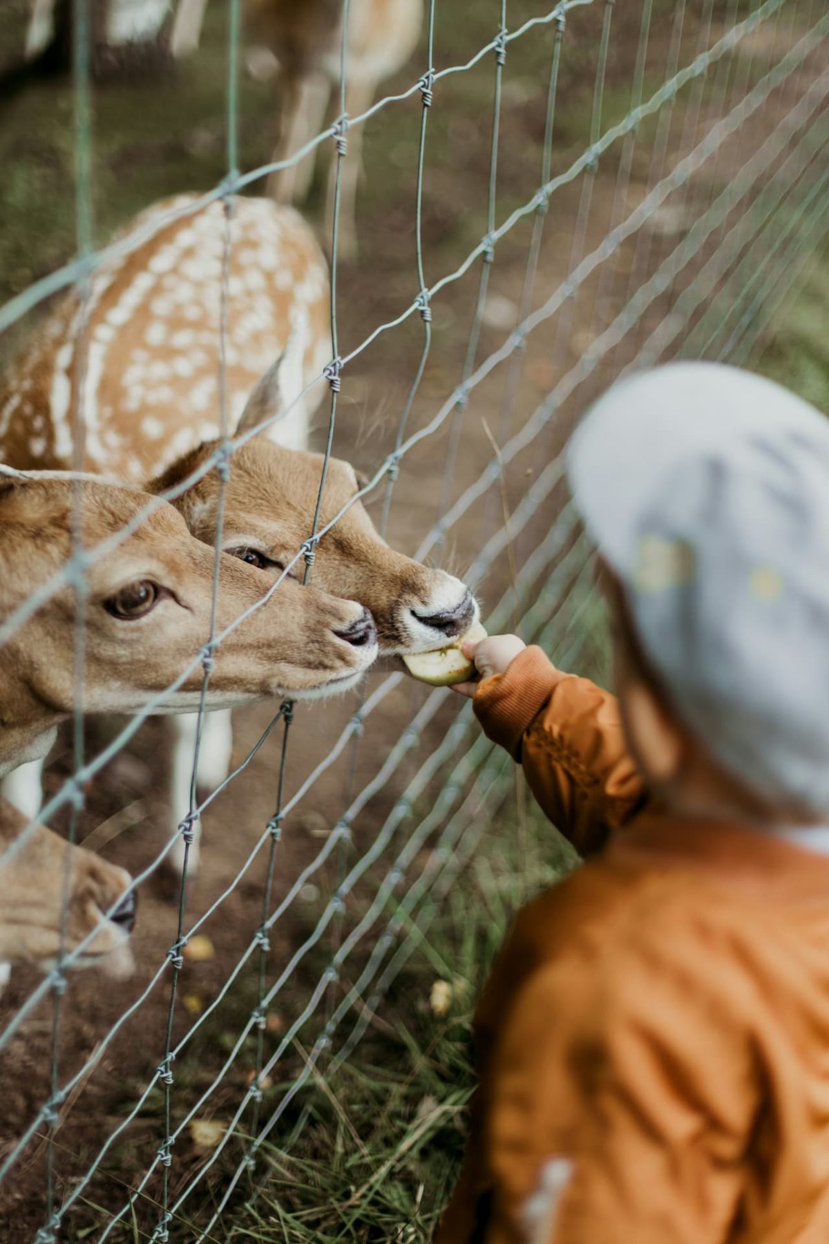 A young child feeding deer through the fence