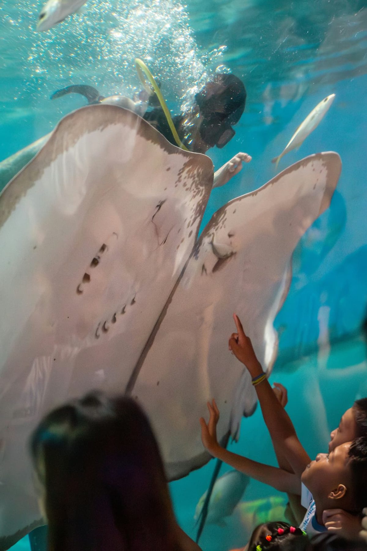Children reaching toward a stingray gliding past the aquarium glass